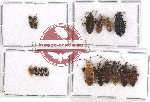 Scientific lot no. 790 Heteroptera (16 pcs)