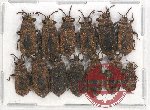 Scientific lot no. 831 Heteroptera (13 pcs A, A-, A2)