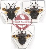 Scientific lot no. 805 Heteroptera (3 pcs)