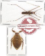 Scientific lot no. 800 Heteroptera (2 pcs)