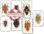 Scientific lot no. 799 Heteroptera (7 pcs)
