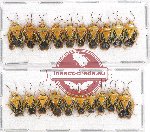 Scientific lot no. 802 Heteroptera (20 pcs)