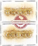 Scientific lot no. 756 Heteroptera (10 pcs)