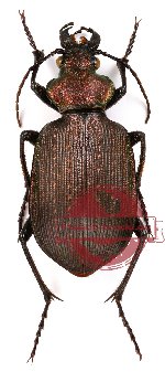 Calosoma argentinense