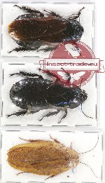 Scientific lot no. 39 Blattodea (3 pcs)
