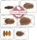 Scientific lot no. 40 Blattodea (8 pcs A, A-, A2)