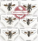 Scientific lot no. 47 Diptera (6 pcs)