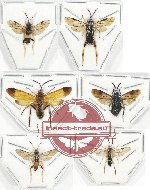 Scientific lot no. 287 Hymemoptera (Symphyta  mix sp.) (6 pcs)