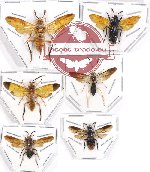 Scientific lot no. 284 Hymenoptera (Symphyta mix sp.) (6 pcs)