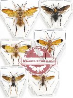 Scientific lot no. 288 Hymenoptera (Symphyta mix sp.) (6 pcs)