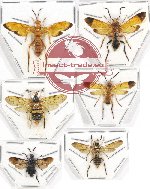 Scientific lot no. 286 Hymenoptera (Symphyta mix sp.) (6 pcs)