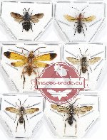 Scientific lot no. 285 Hymenoptera (Symphyta mix sp.) (6 pcs)