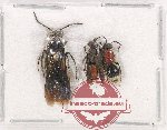 Scientific lot no. 283 Hymenoptera (Mutilidae spp.) (3 pcs)