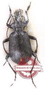 Calosoma scabrosum ssp. scabrosum