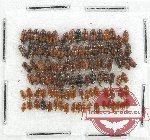 Scientific lot no. 118 Nitidulidae (100 pcs)