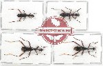 Scientific lot no. 47 Cicindelidae (4 pcs A, A-, A2)