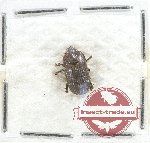 Scientific lot no. 110 Scolytidae (1 pc)