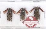 Scientific lot no. 5 Callirhipidae (Callirhipis miwai - 3 pcs)