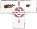 Scientific lot no. 125 Staphylinidae (32 pcs)