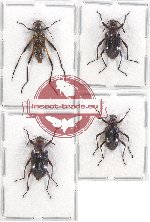 Scientific lot no. 267 Tenebrionidae (4 pcs A, A-, A2)