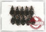 Scientific lot no. 403 Carabidae (10 pcs)