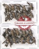 Scientific lot no. 441 Curculionidae (20 pcs)