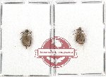 Bruchidae Scientific lot no. 19 (2 pcs)