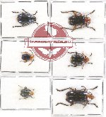 Scientific lot no. 361 Chrysomelidae (6 pcs)