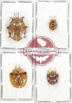 Scientific lot no. 363 Chrysomelidae (4 pcs)
