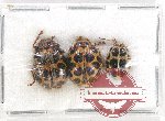 Scientific lot no. 297 Chrysomelidae (3 pcs)