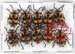 Scientific lot no. 311 Chrysomelidae (10 pcs)