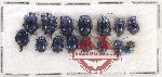 Scientific lot no. 314 Chrysomelidae (15 pcs)