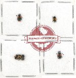 Scientific lot no. 354 Chrysomelidae (6 pcs)