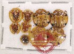 Scientific lot no. 344 Chrysomelidae (9 pcs)