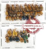 Scientific lot no. 322 Chrysomelidae (52 pcs)