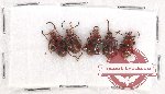 Scientific lot no. 347 Chrysomelidae (5 pcs)