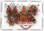 Scientific lot no. 366A Chrysomelidae (10 pcs)