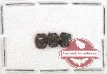 Scientific lot no. 308 Chrysomelidae (3 pcs)