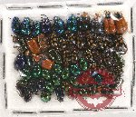 Scientific lot no. 292 Chrysomelidae (60 pcs)