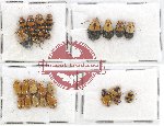 Scientific lot no. 295 Chrysomelidae (26 pcs)