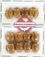 Scientific lot no. 330 Chrysomelidae (12 pcs)