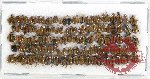 Scientific lot no. 341 Chrysomelidae (120 pcs)