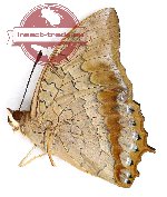 Charaxes bernardus ardjanus