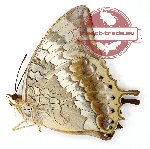 Charaxes bernardus ardjanus (A-)