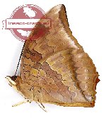 Charaxes bernardus repetitus