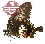 Papilio polytes tucanus (A-)