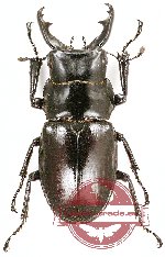 Odontolabis baderi