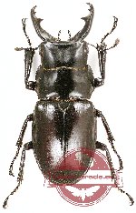 Odontolabis baderi (A-)