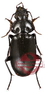 Carabidae sp. 2