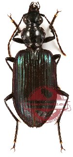 Carabidae sp. 3